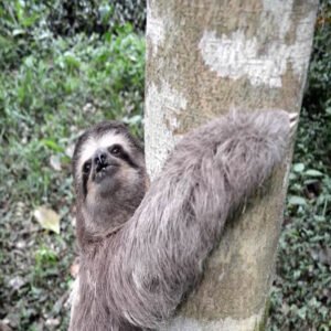 Bicho-preguiça é resgatado e devolvido à natureza em Volta Redonda